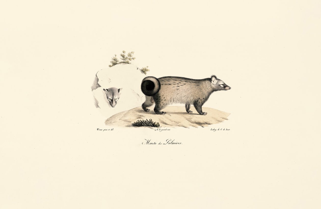 Asya Palmiye Misk kedisi by Jacques Christophe Werner