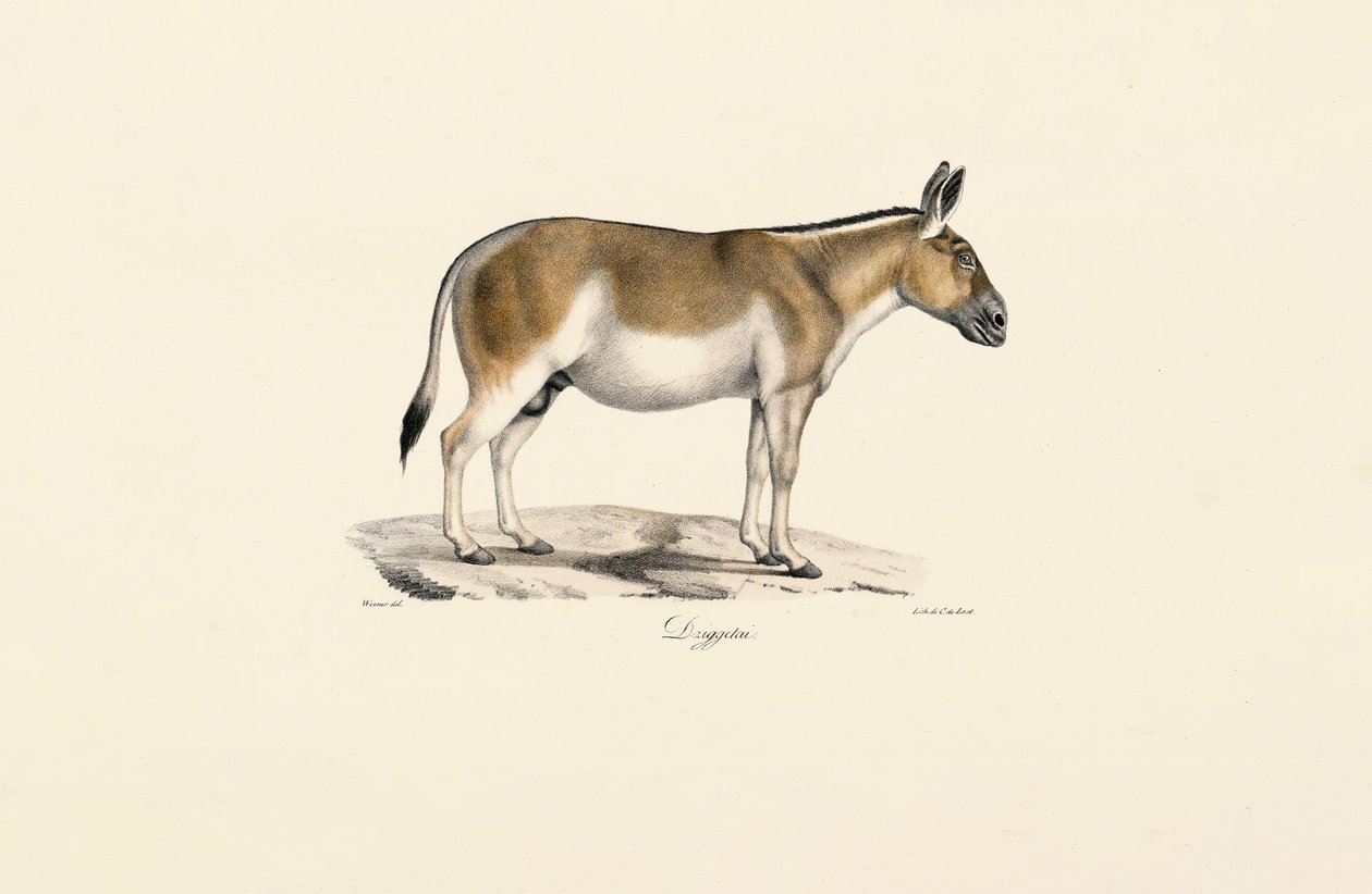 Asyalı Vahşi Eşek by Jacques Christophe Werner