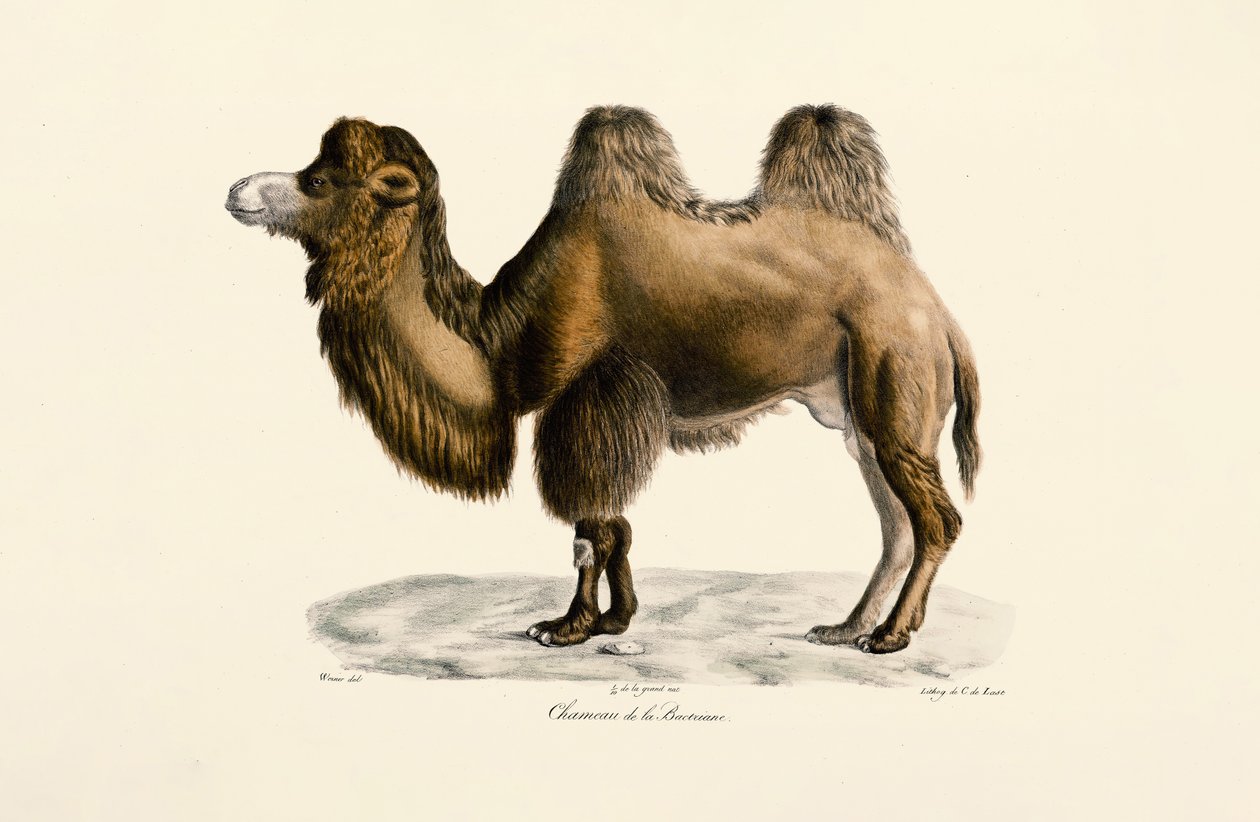 Bactrian Devesi by Jacques Christophe Werner