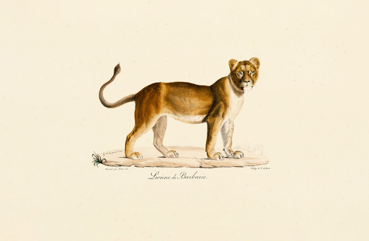 Profilden Dişi Berberi Aslanı by Jacques Christophe Werner