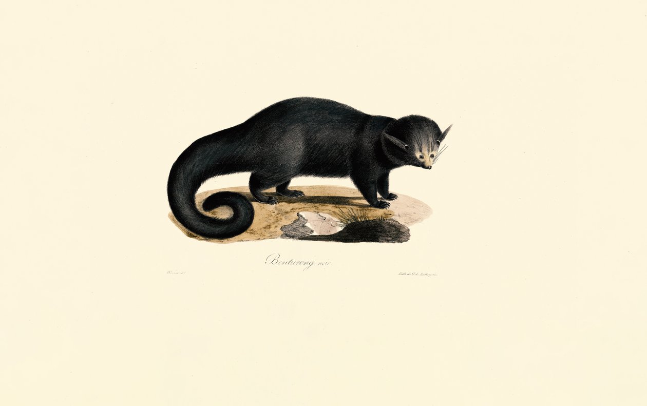 Binturong (Arctictis binturong) by Jacques Christophe Werner