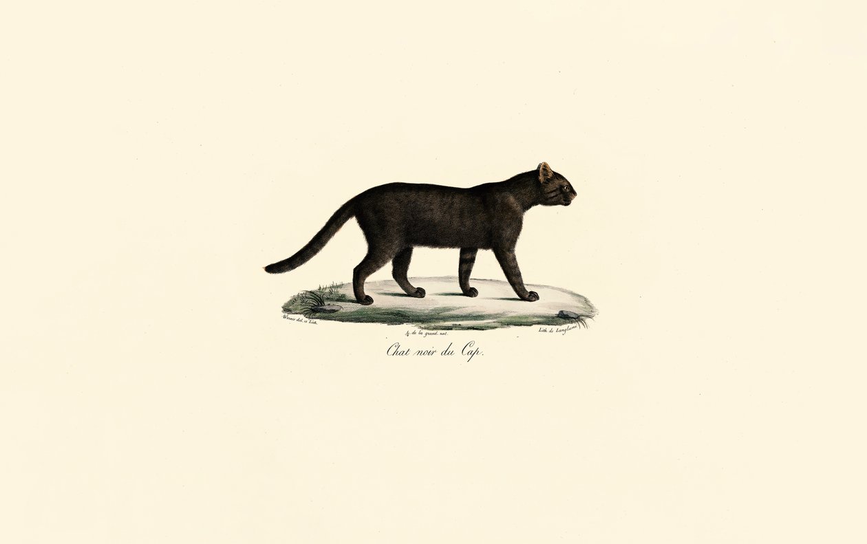 Kara Ayaklı Kedi by Jacques Christophe Werner