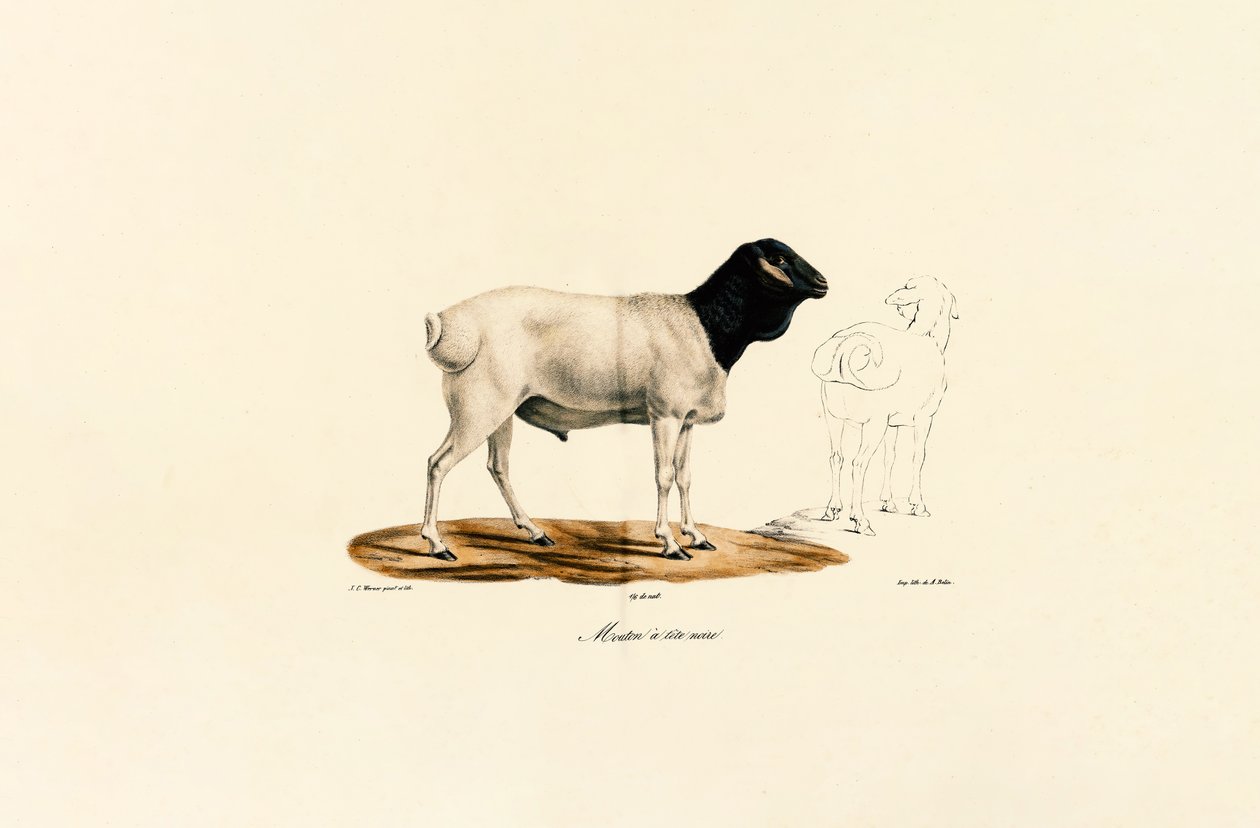 Kara Başlı Koyun by Jacques Christophe Werner