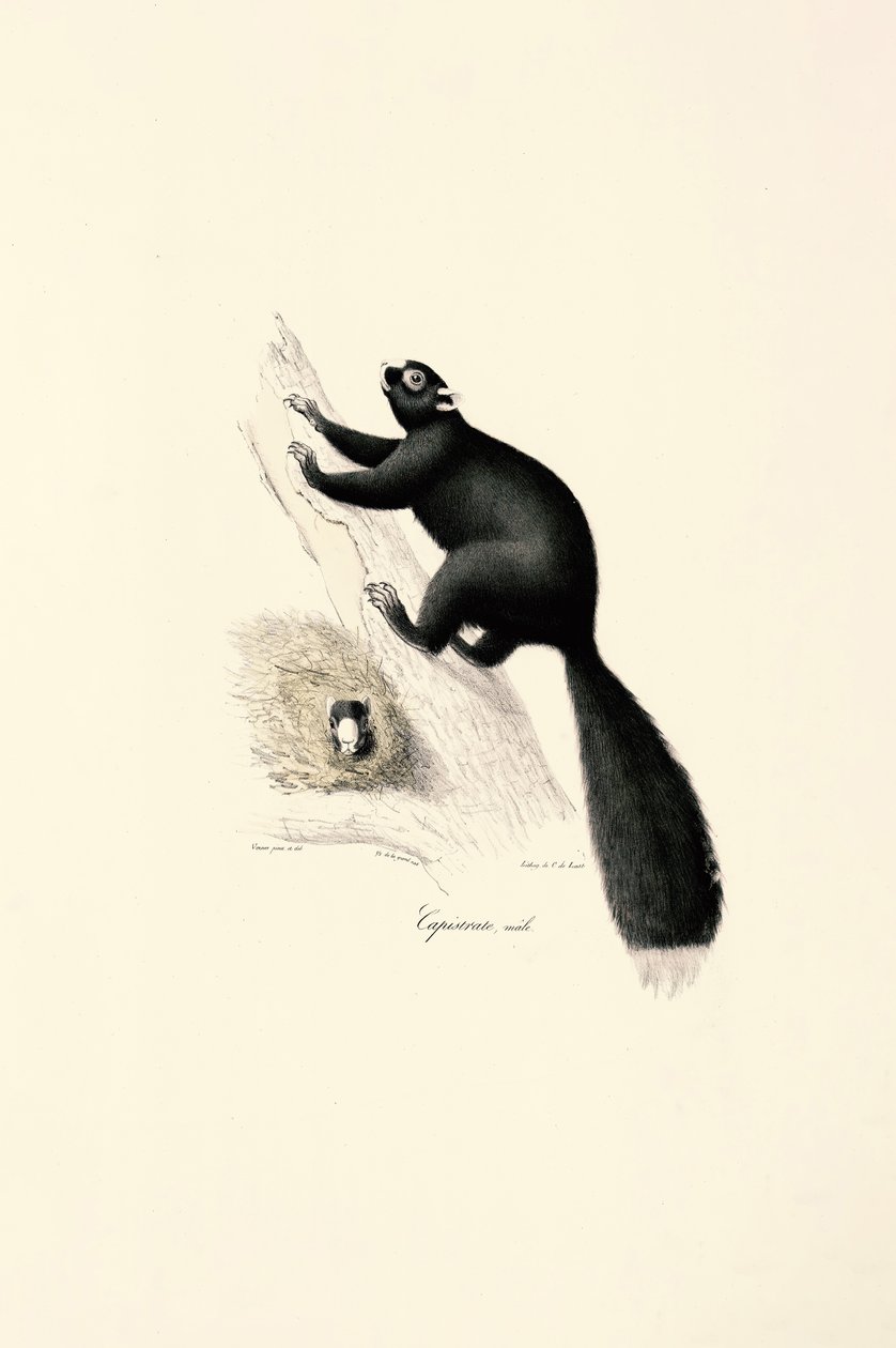  by Jacques Christophe Werner