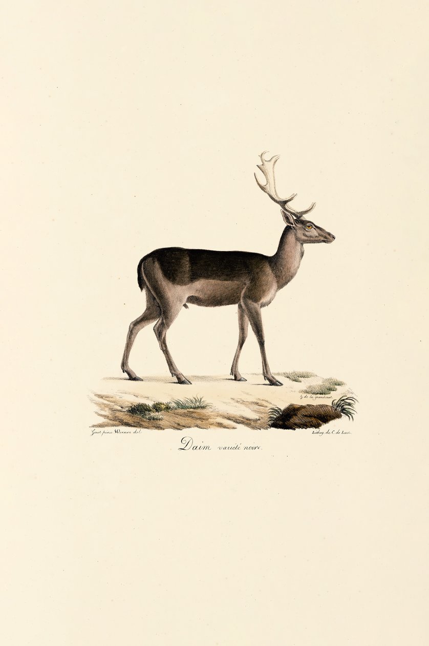 Siyah Ebegümeci Geyiği Varyantı by Jacques Christophe Werner