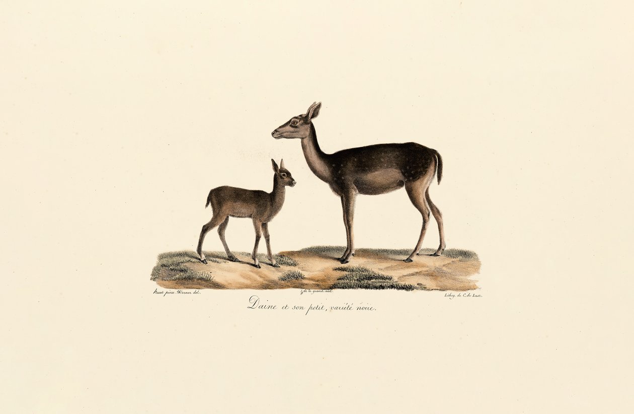 Geyik Yavrusu ile Siyah Alaca Dişi by Jacques Christophe Werner