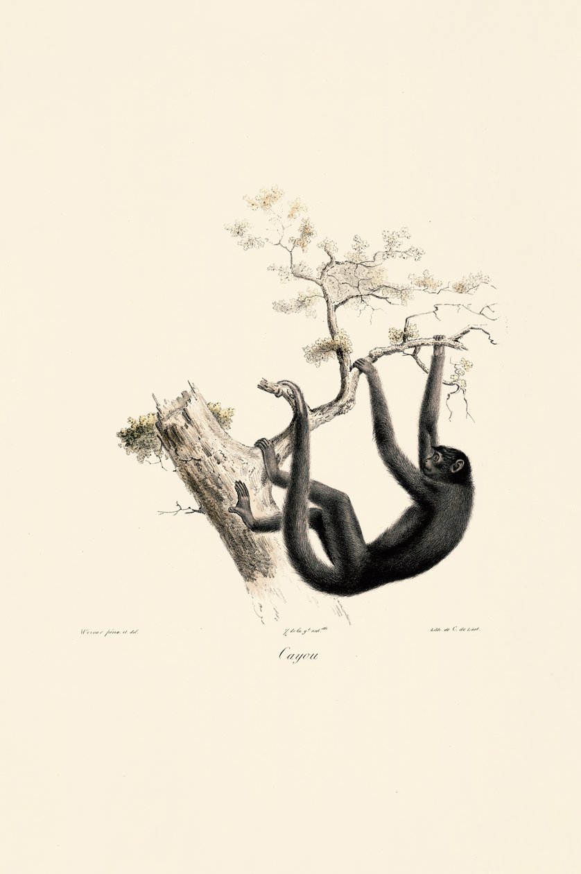 Siyah Uluyan Maymun by Jacques Christophe Werner