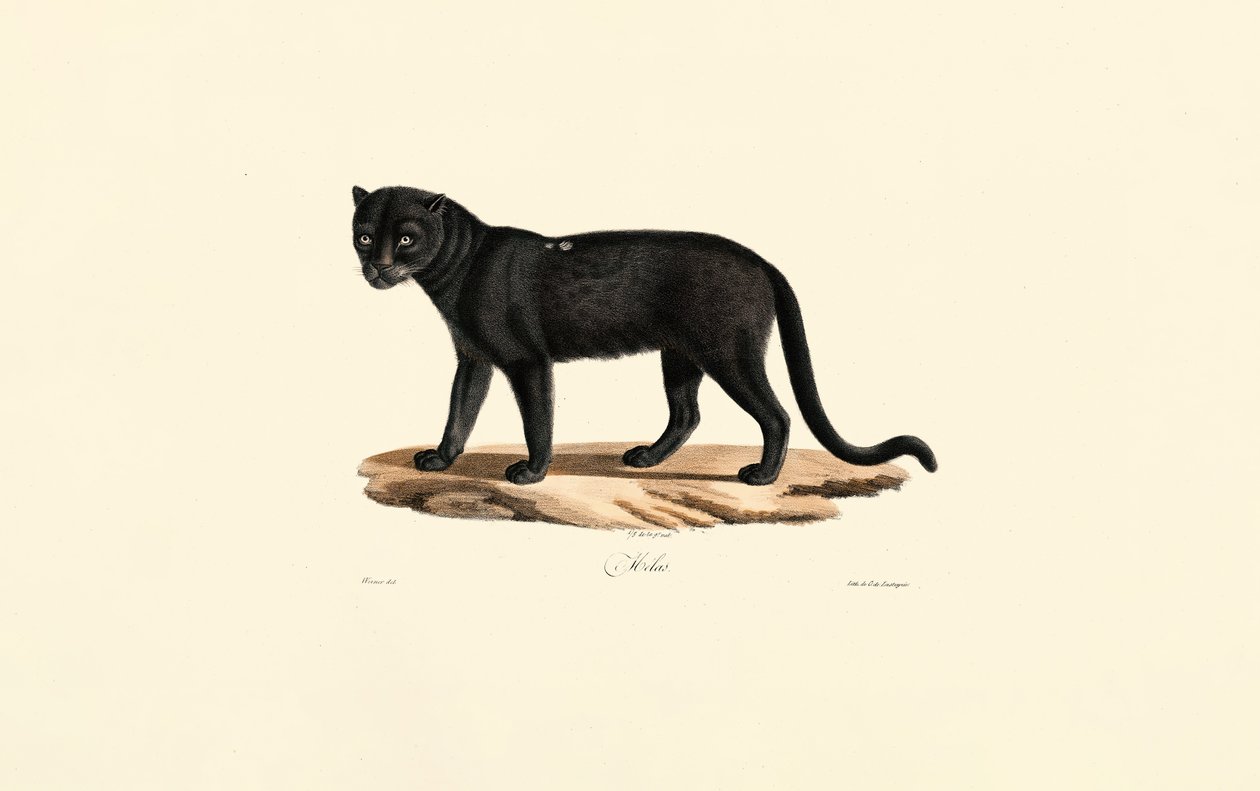 Siyah Jaguar (Panthera onca) by Jacques Christophe Werner
