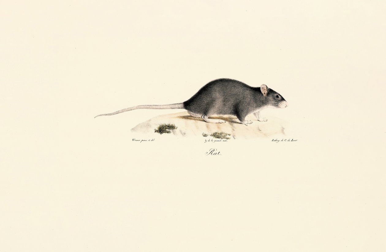 Siyah Fare by Jacques Christophe Werner
