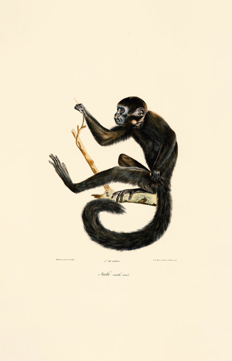  by Jacques Christophe Werner