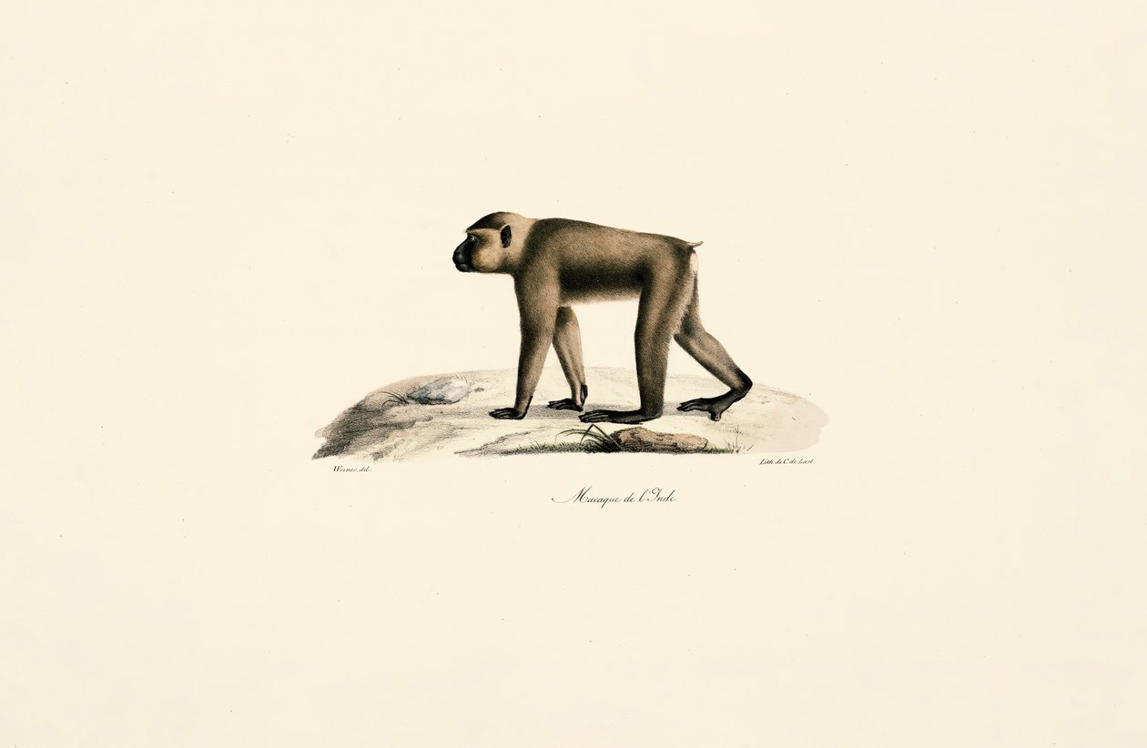  by Jacques Christophe Werner