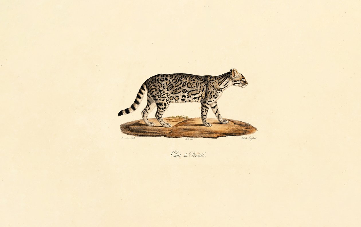 Brezilya Kaplan Kedisi by Jacques Christophe Werner