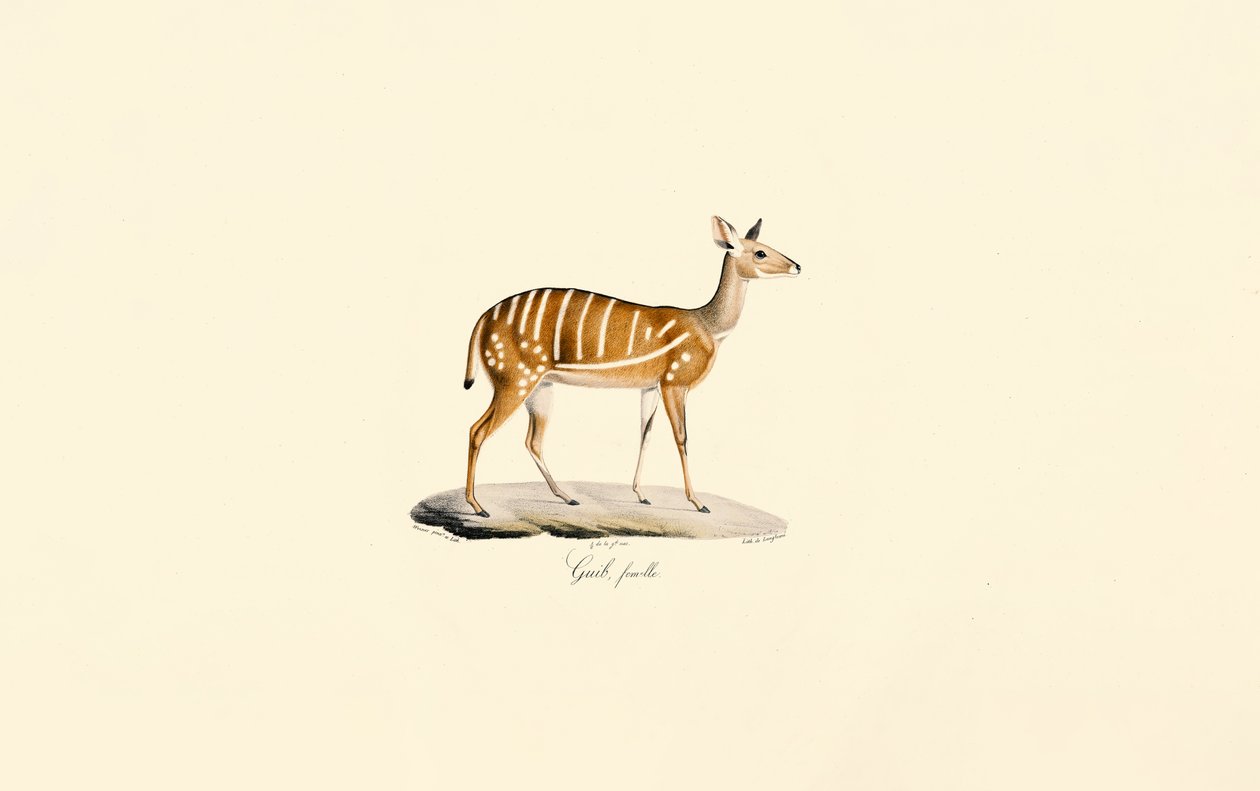 Bushbuck (Guib Antilobu, Dişi) by Jacques Christophe Werner