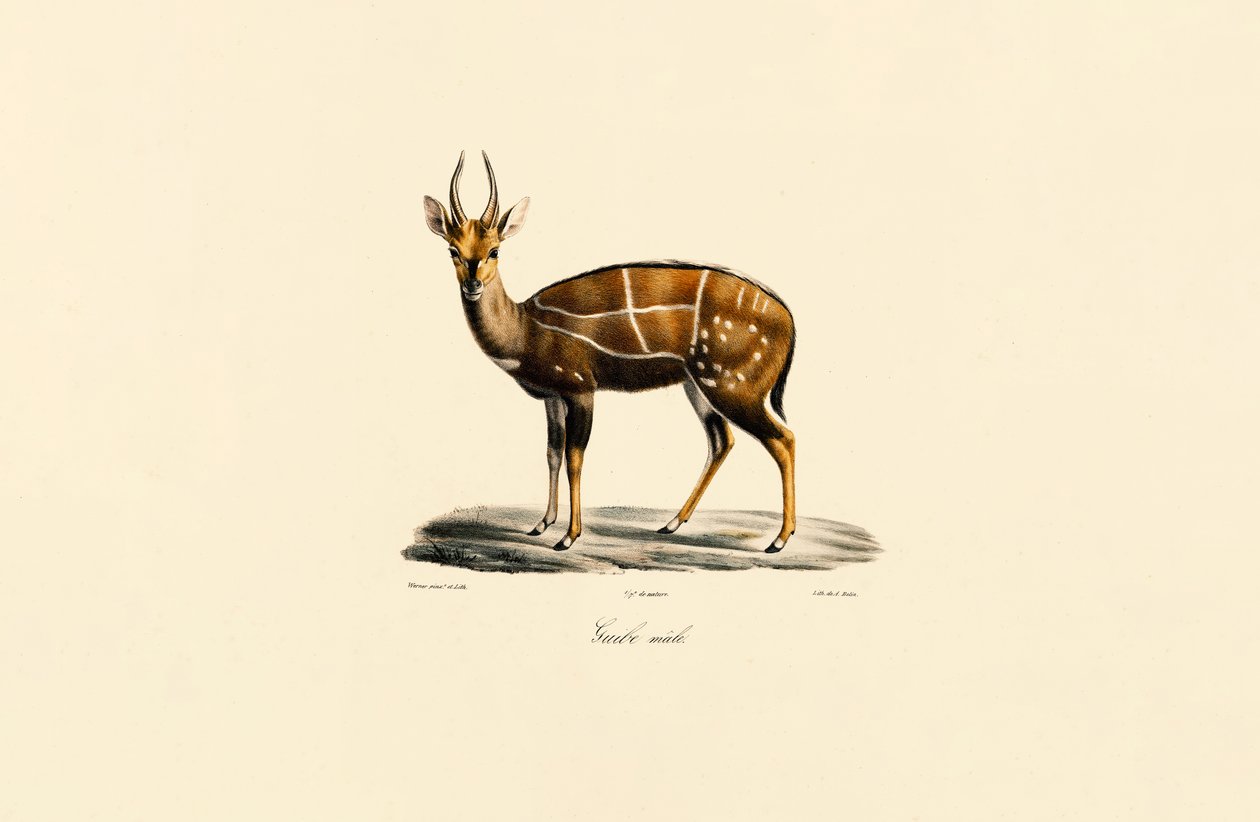 Bushbuck (Erkek) by Jacques Christophe Werner
