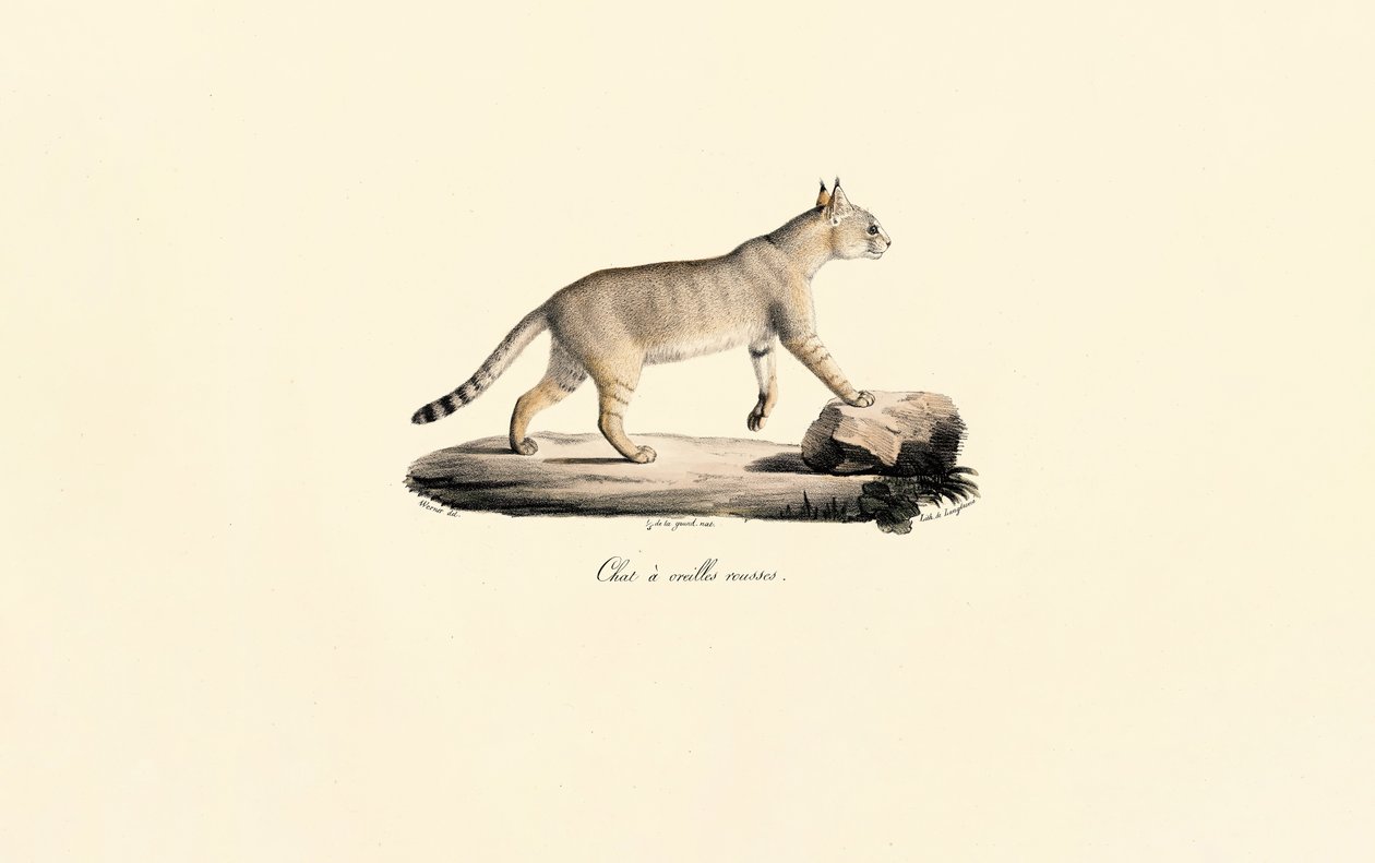 Karakulak by Jacques Christophe Werner
