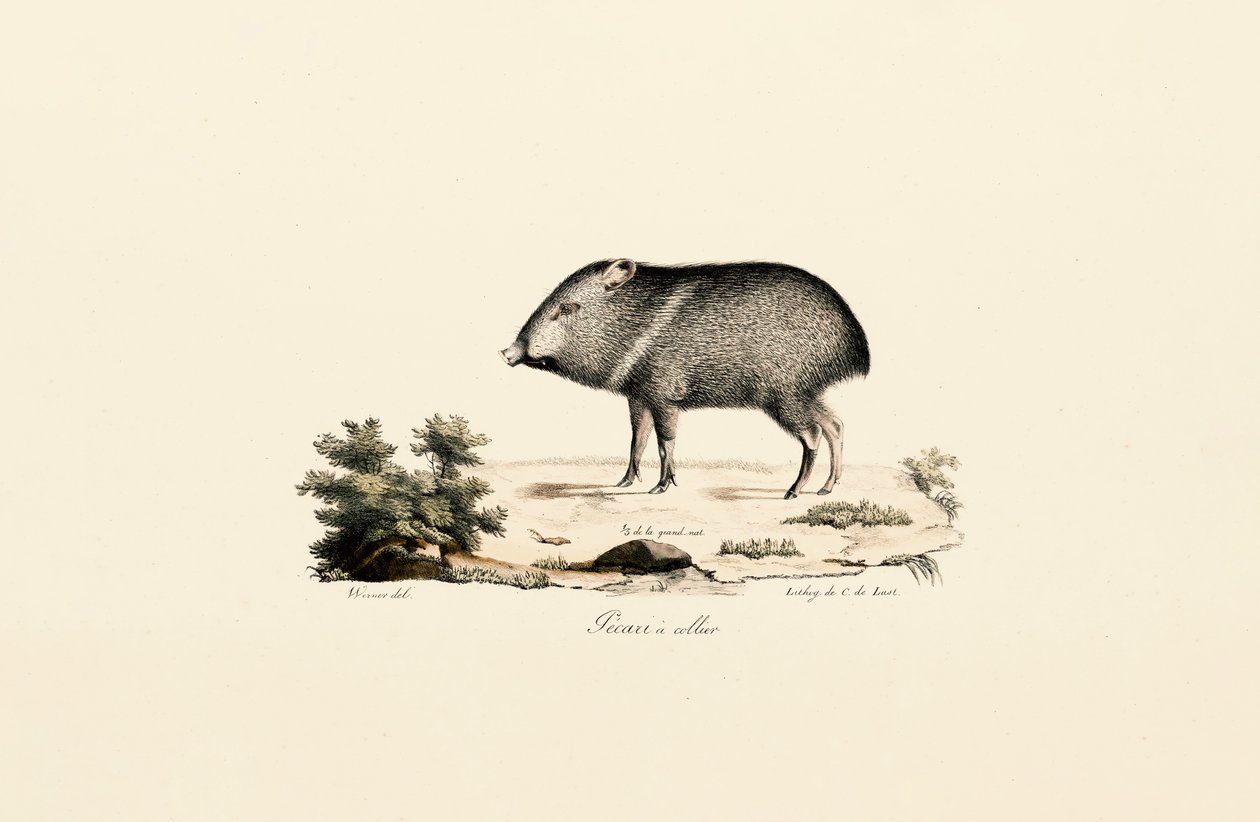 Yakalı Peccary by Jacques Christophe Werner
