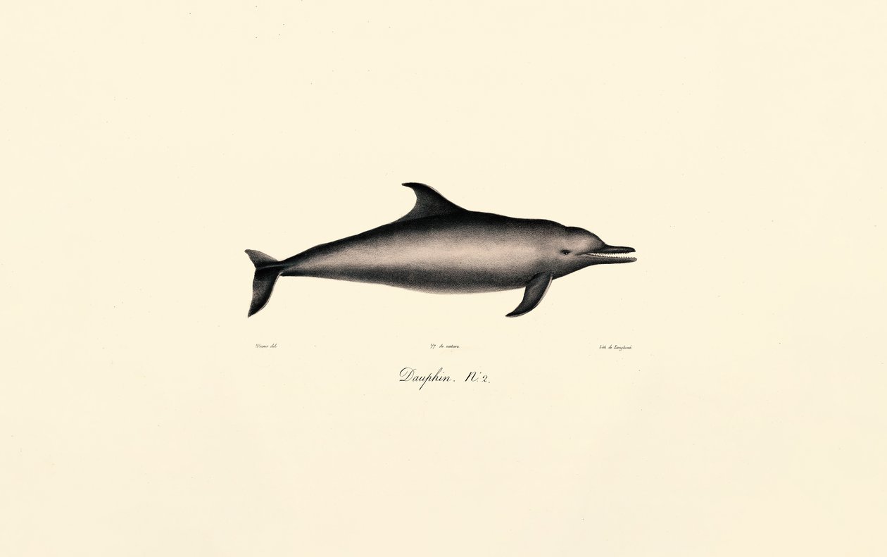 Bayağı Yunus (Delphinus delphis) by Jacques Christophe Werner
