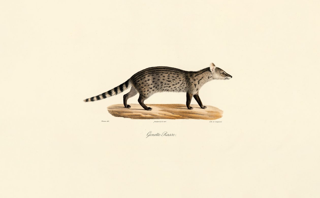 Ortak Genet by Jacques Christophe Werner