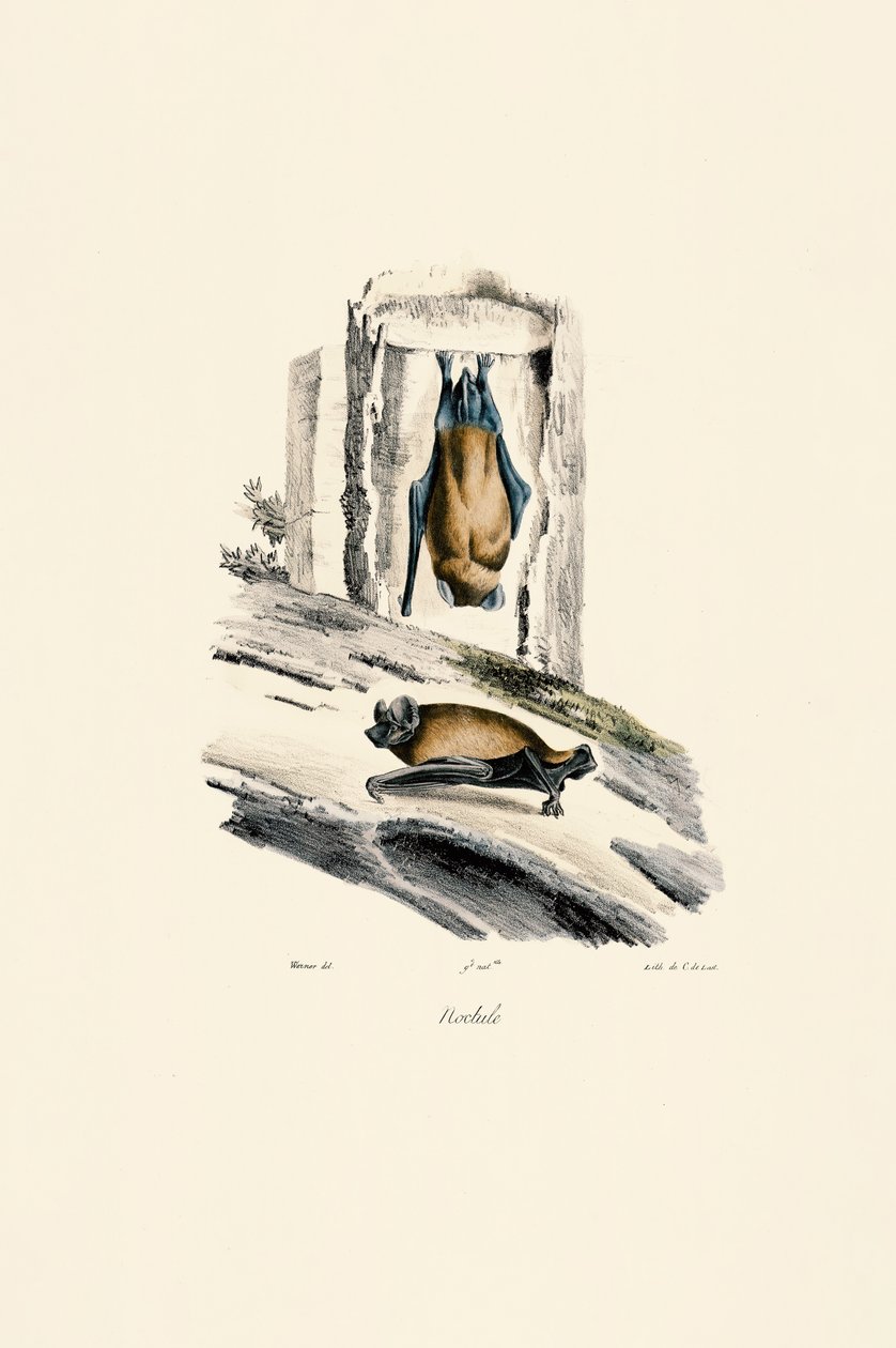 Ortak Noctule by Jacques Christophe Werner