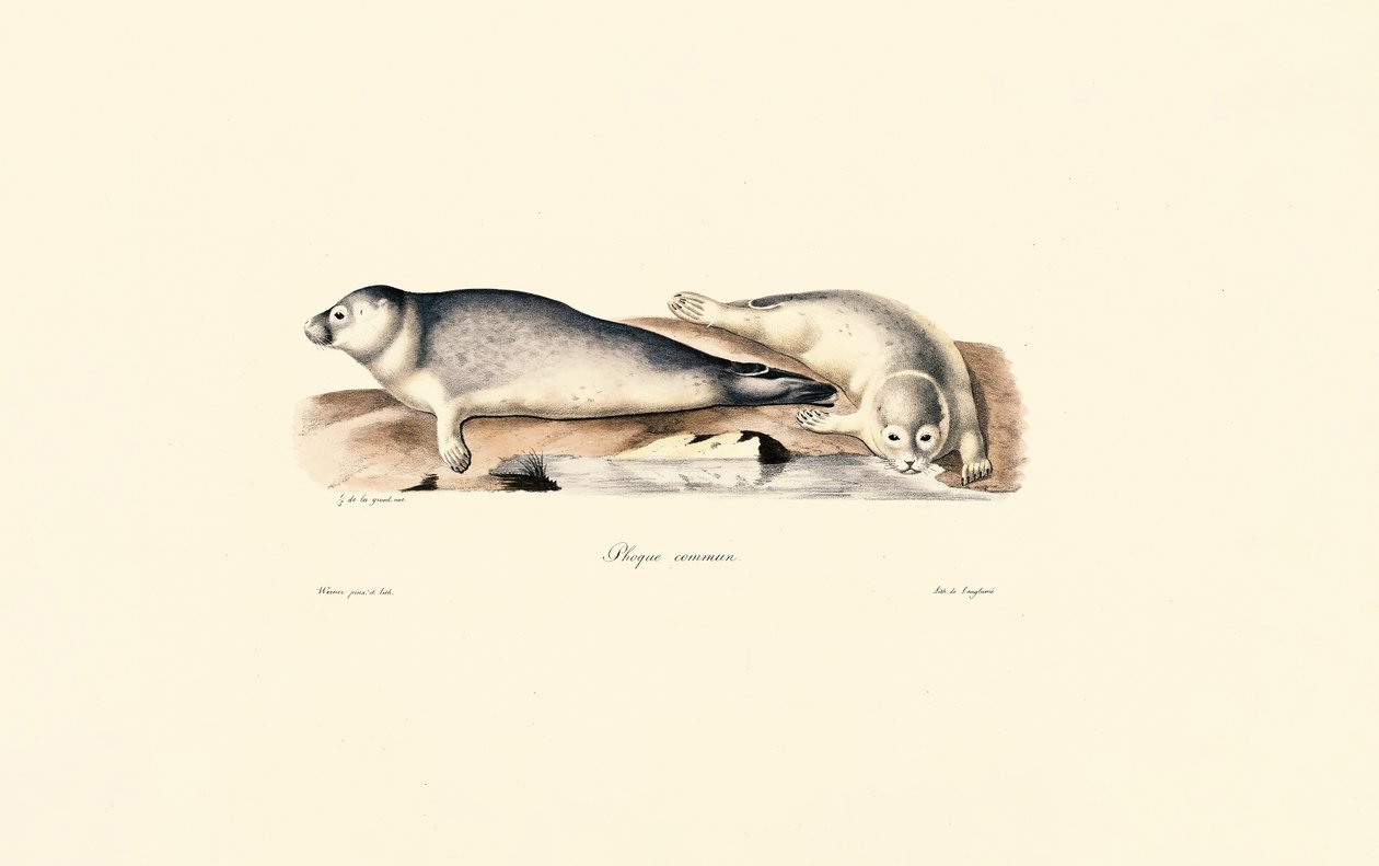 Ortak Mühür by Jacques Christophe Werner