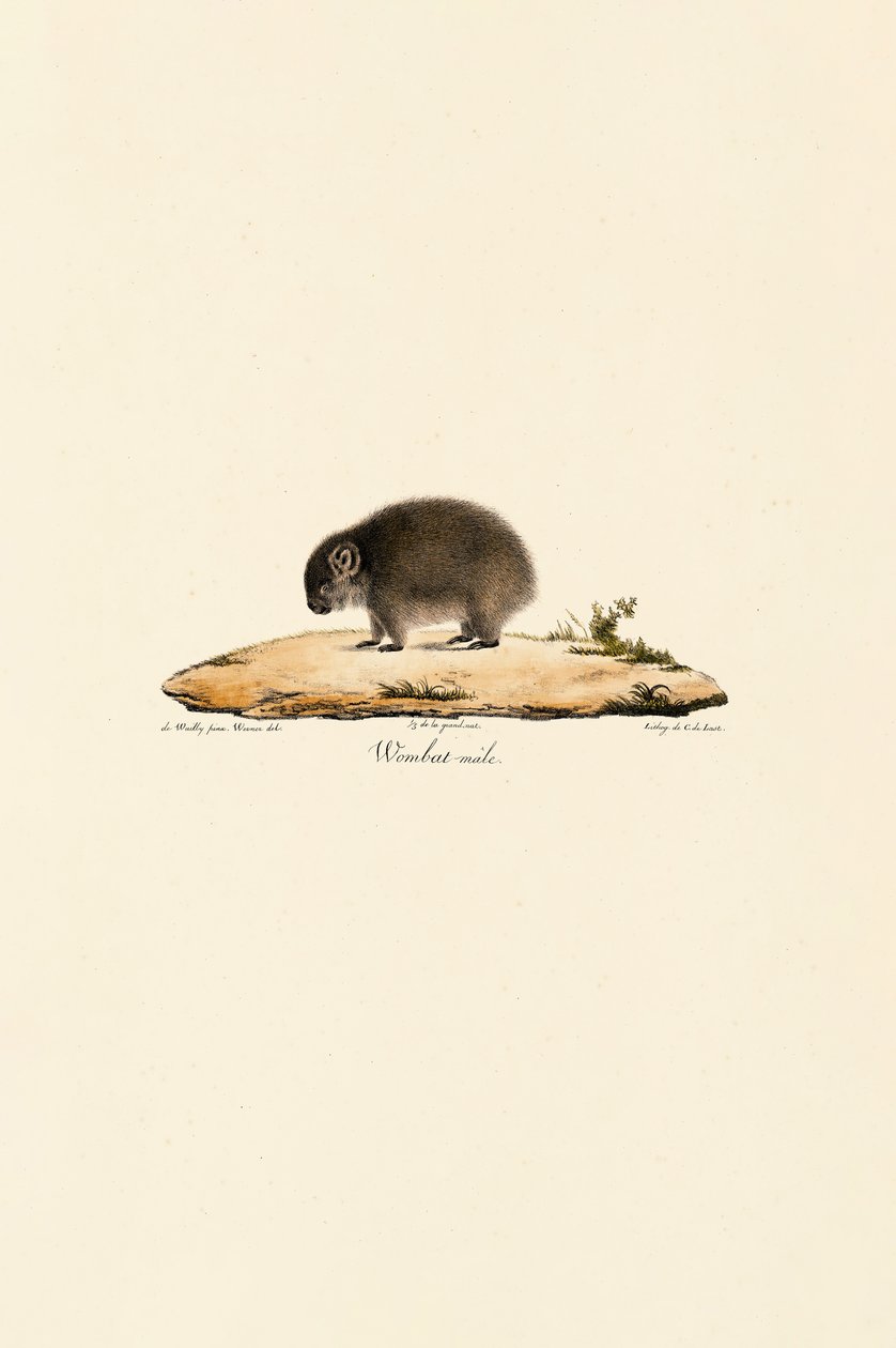 Common Wombat (Erkek) by Jacques Christophe Werner