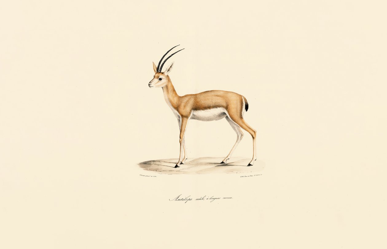  by Jacques Christophe Werner