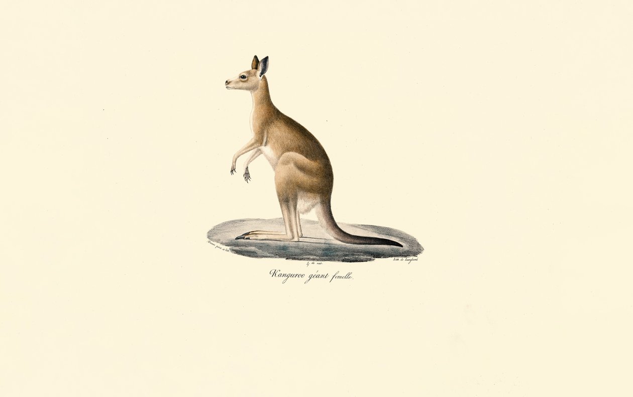 Doğu Gri Kanguru (Dişi) by Jacques Christophe Werner