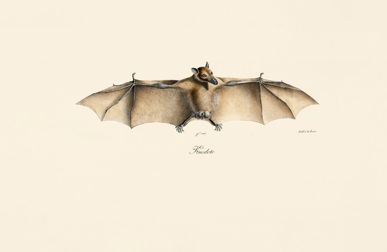 Mısır Meyve Yarasası by Jacques Christophe Werner