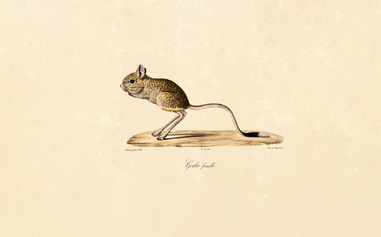  by Jacques Christophe Werner