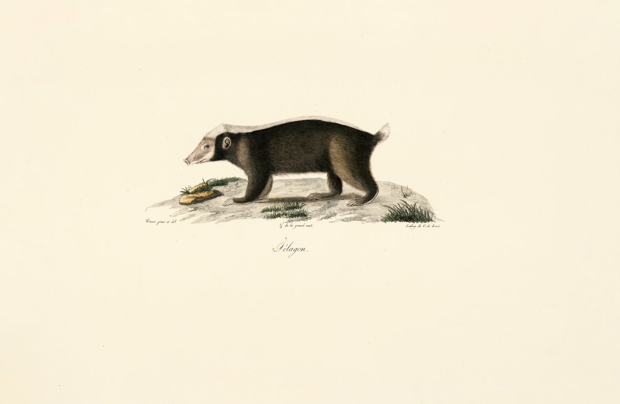 Avrupa Porsuğu by Jacques Christophe Werner