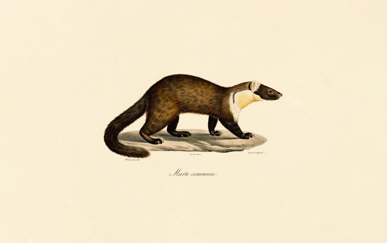 Avrupa Kayın Sansarı by Jacques Christophe Werner