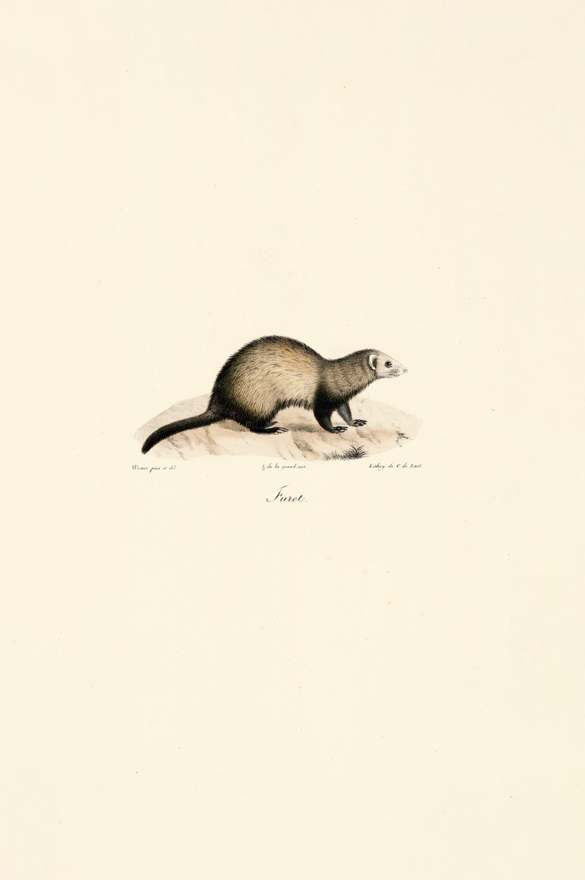 Avrupa Gelinciği by Jacques Christophe Werner