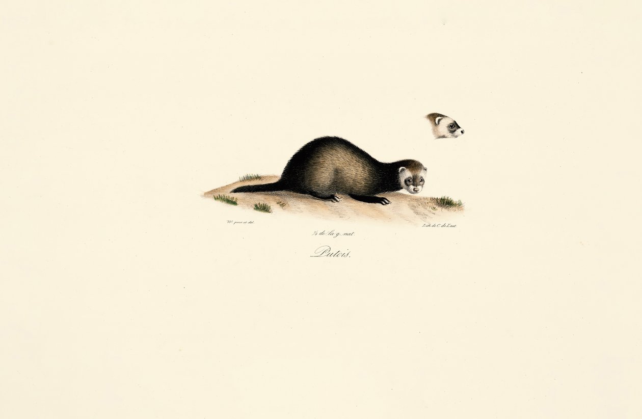 Avrupa Polecat by Jacques Christophe Werner
