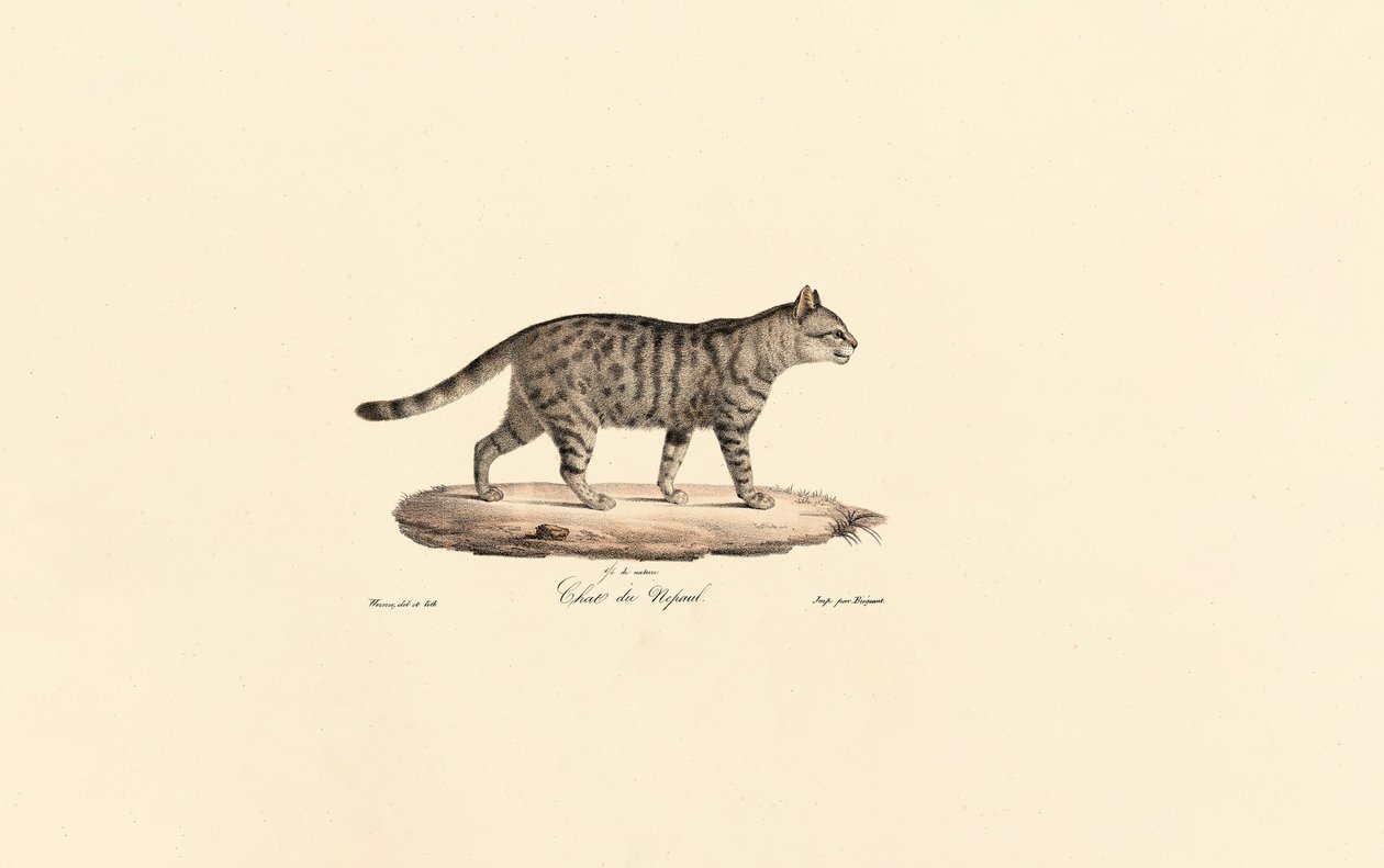 Avrupa Yaban Kedisi (Felis silvestris) by Jacques Christophe Werner