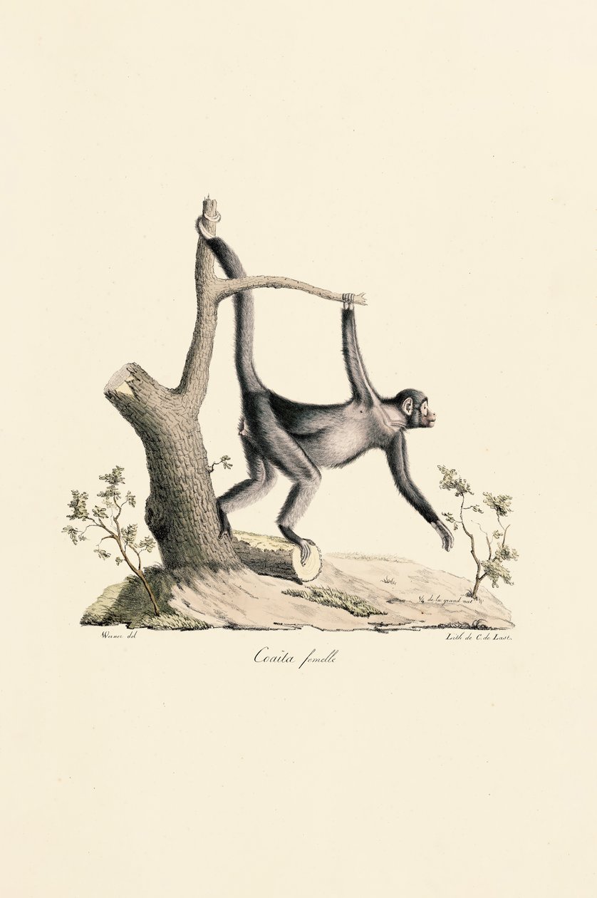  by Jacques Christophe Werner