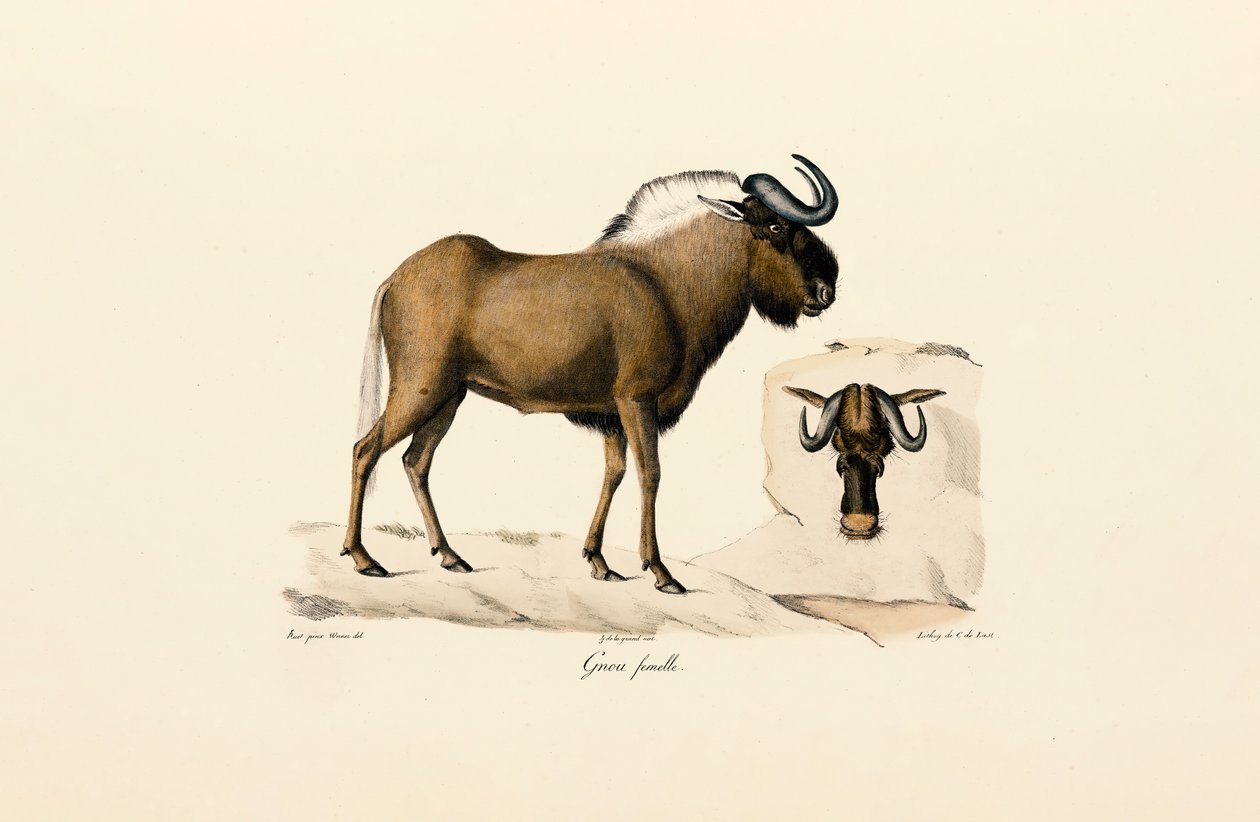 Dişi Mavi Antilop by Jacques Christophe Werner