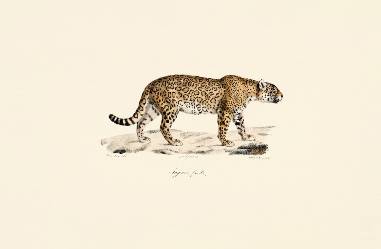 Dişi Jaguar by Jacques Christophe Werner