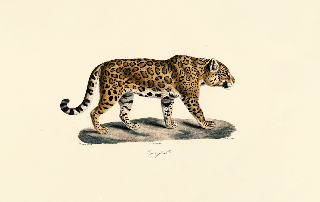 Dişi Jaguar by Jacques Christophe Werner