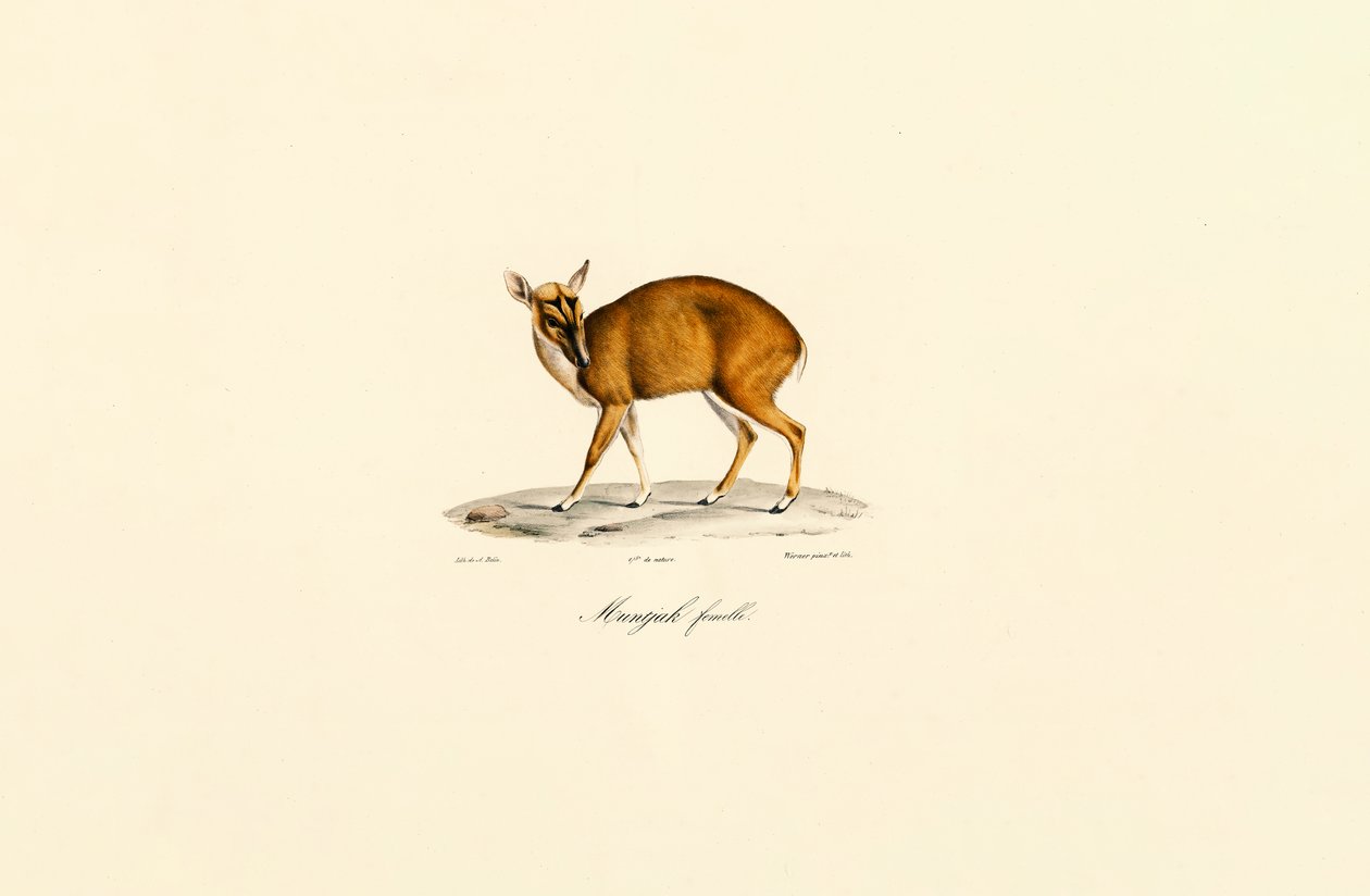 Dişi Muntjac by Jacques Christophe Werner
