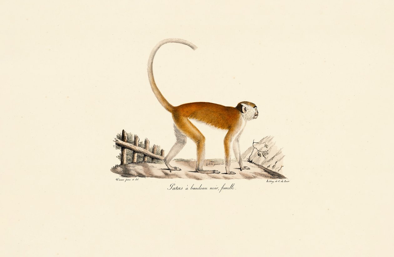 Siyah kaş bantlı dişi Patas Maymunu by Jacques Christophe Werner