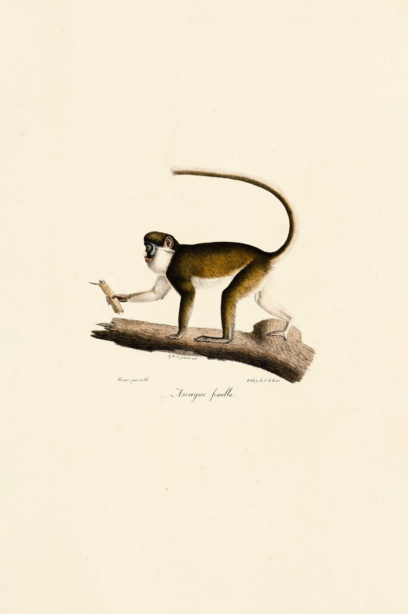  by Jacques Christophe Werner