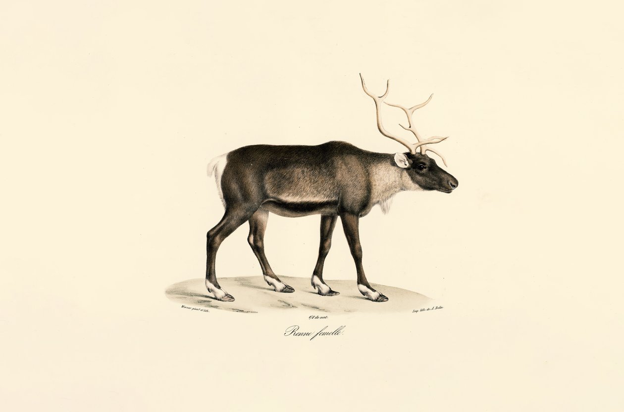 Dişi Ren Geyiği by Jacques Christophe Werner