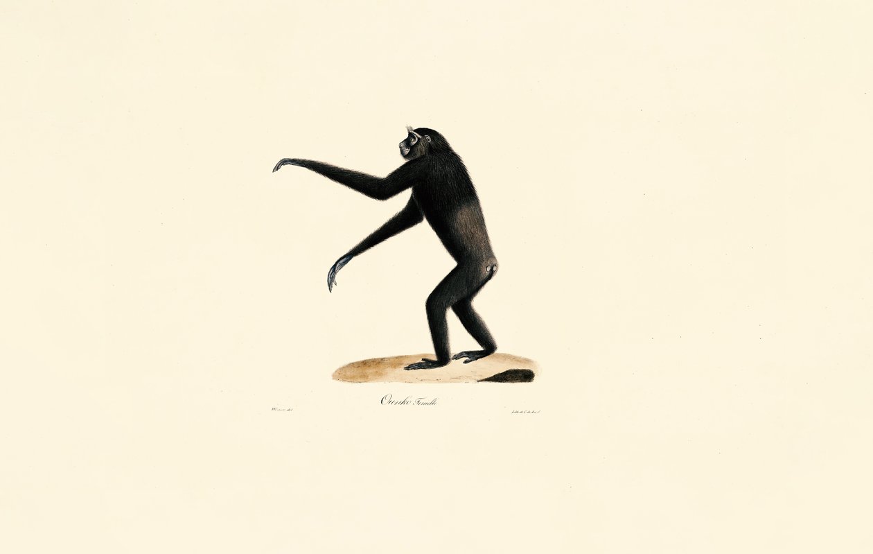 Dişi Siamang by Jacques Christophe Werner