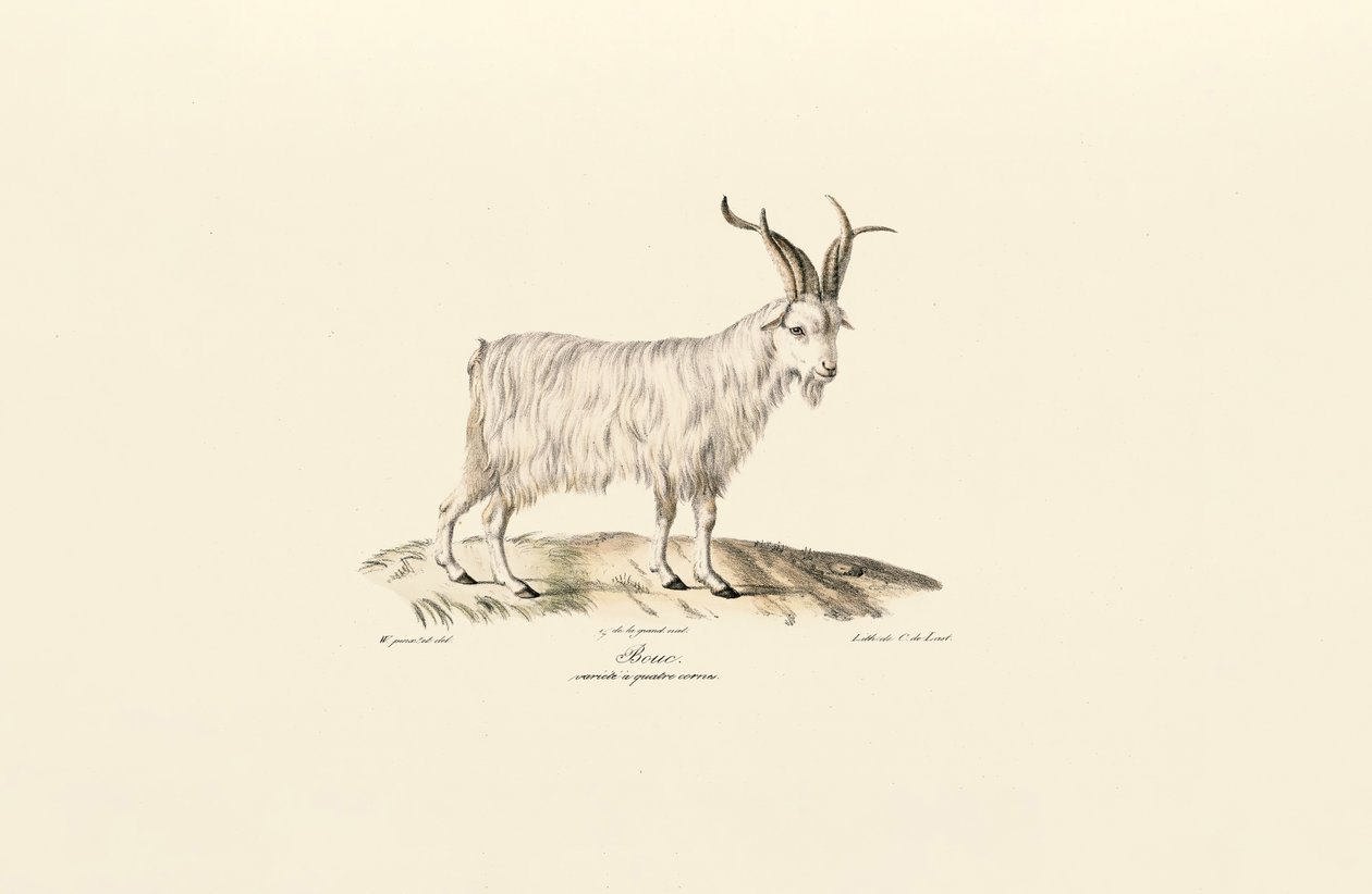 Dört Boynuzlu Yerli Keçi by Jacques Christophe Werner