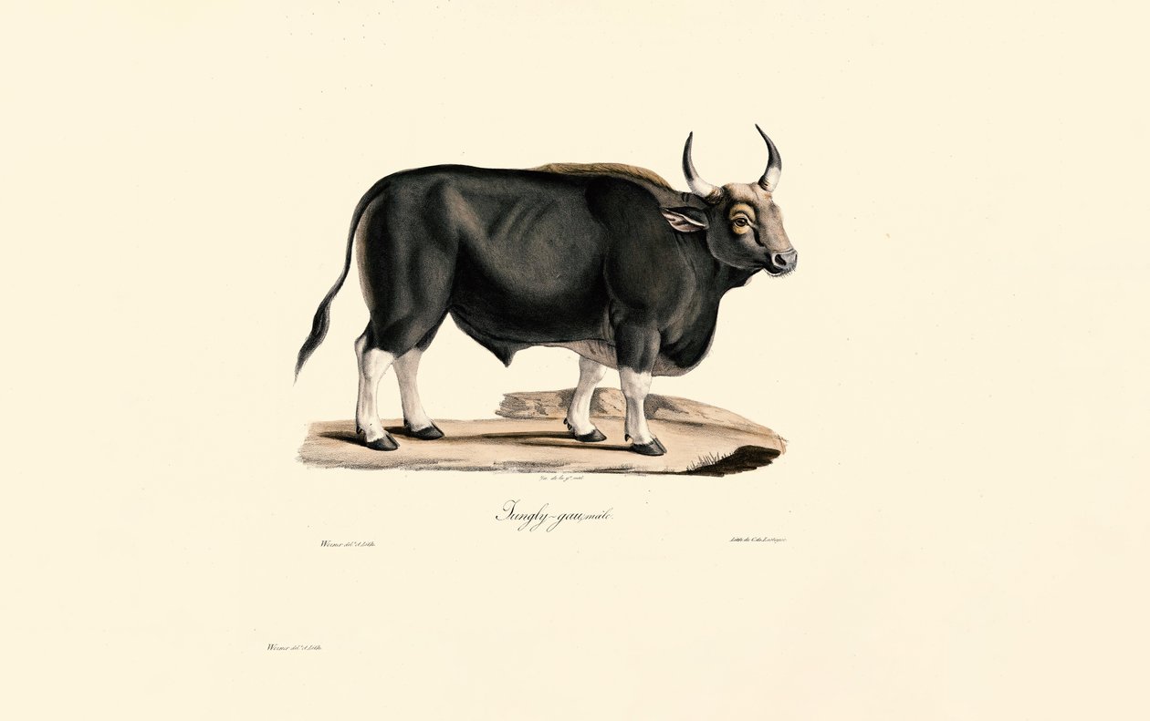 Gaur Erkek by Jacques Christophe Werner