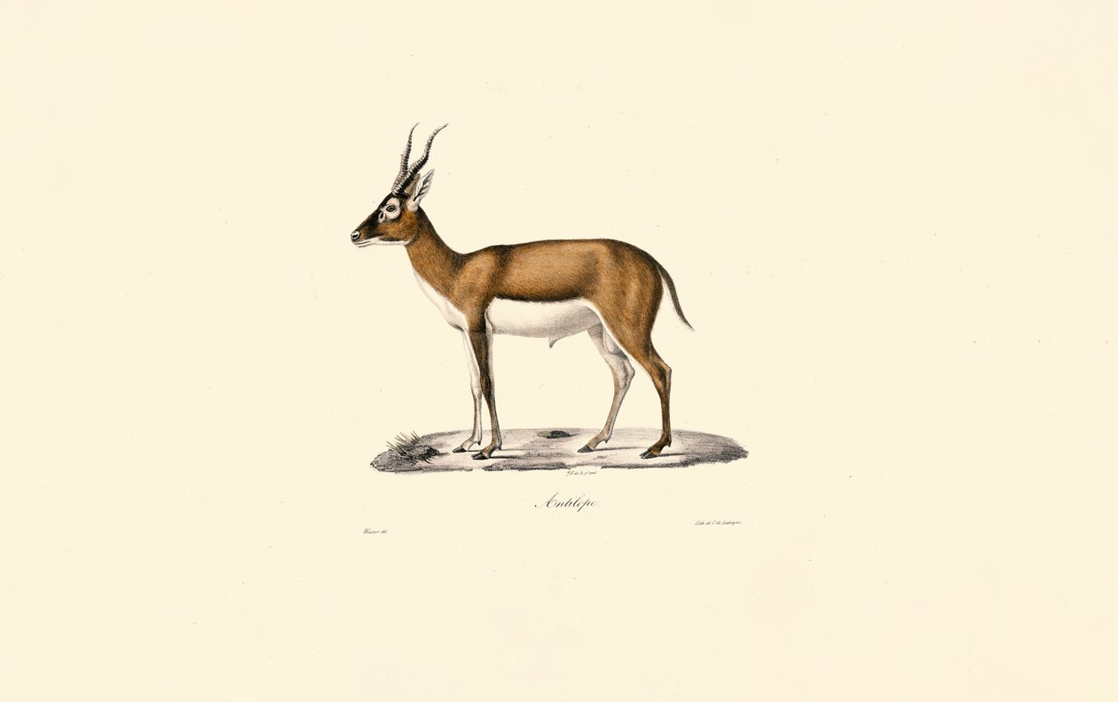 Keçili Ceylan by Jacques Christophe Werner
