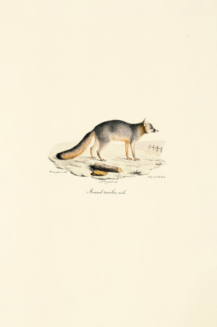 Gri Tilki Erkek (Urocyon cinereoargenteus) by Jacques Christophe Werner
