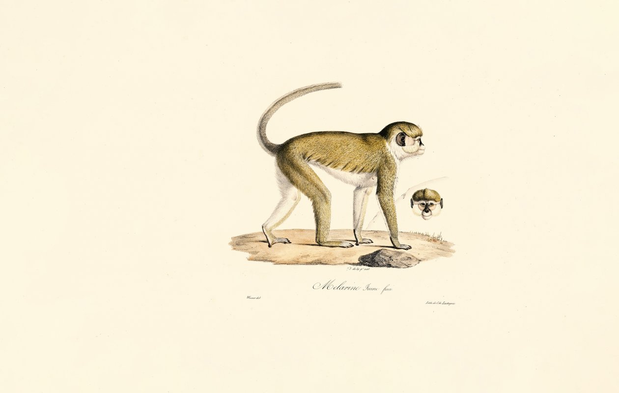  by Jacques Christophe Werner