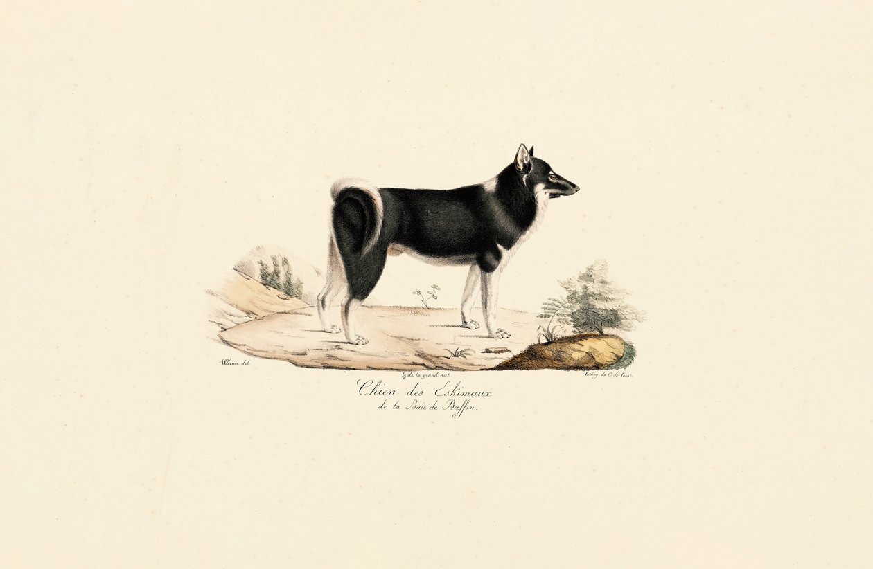 Grönland Köpeği by Jacques Christophe Werner
