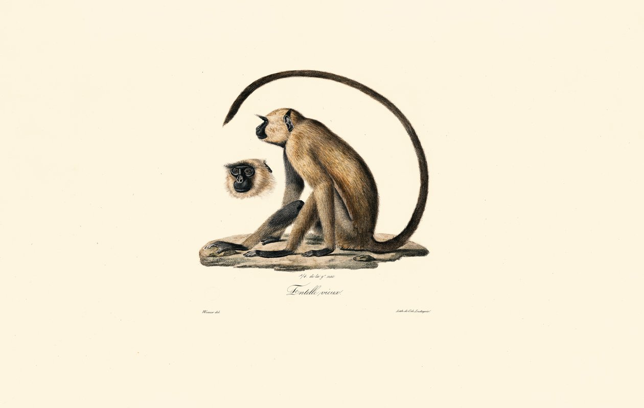  by Jacques Christophe Werner